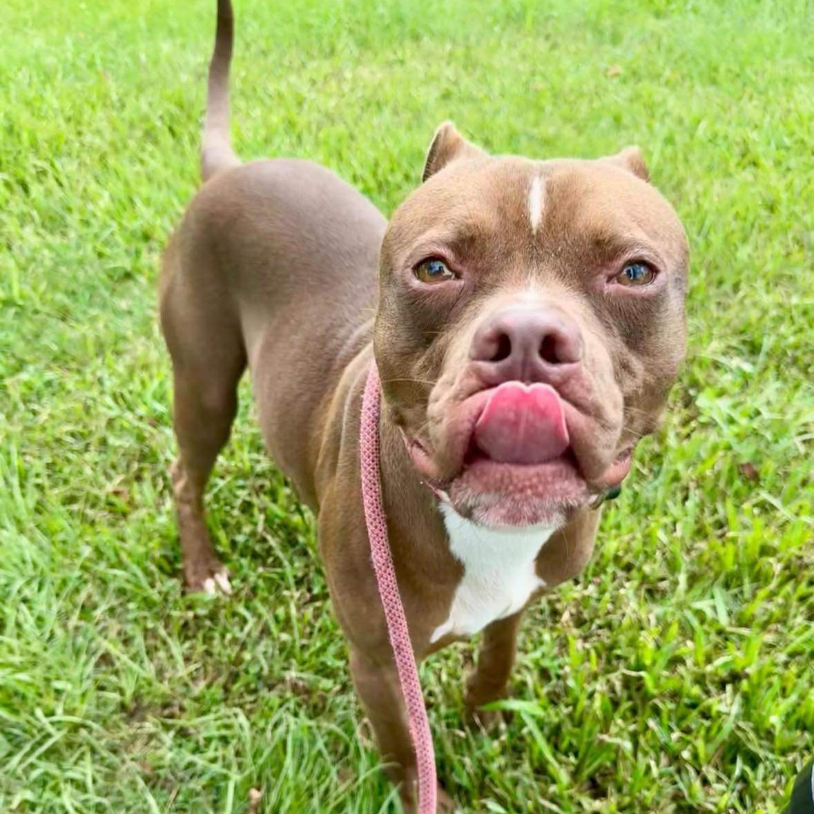 Froggy, a Adoptable Mixed Breed in Myrtle Beach, SC image 3/6