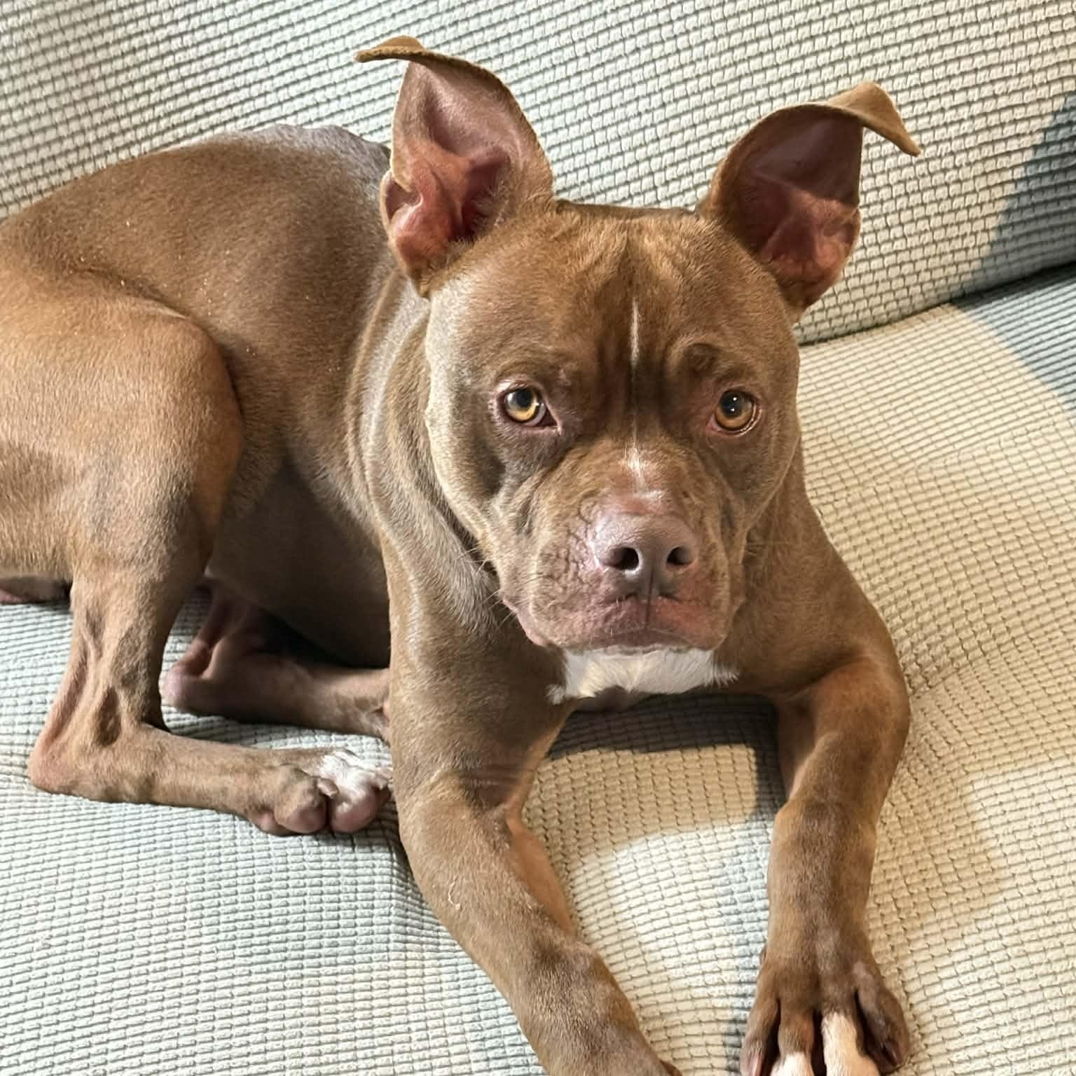 Enlarge Froggy, an adoptable Mixed Breed in Myrtle Beach, SC image 2/6