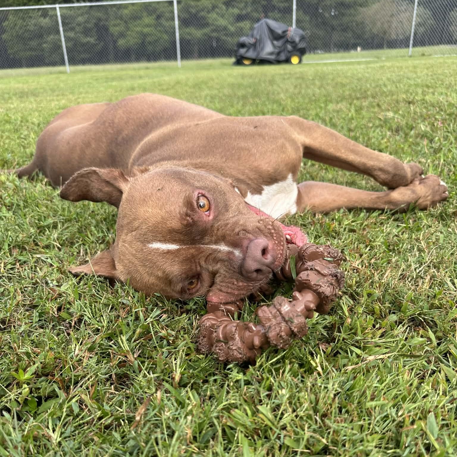 Froggy, a Adoptable Mixed Breed in Myrtle Beach, SC image 4/6