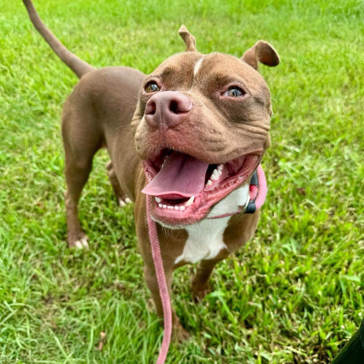 Froggy, a Adoptable Mixed Breed in Myrtle Beach, SC image 1/6