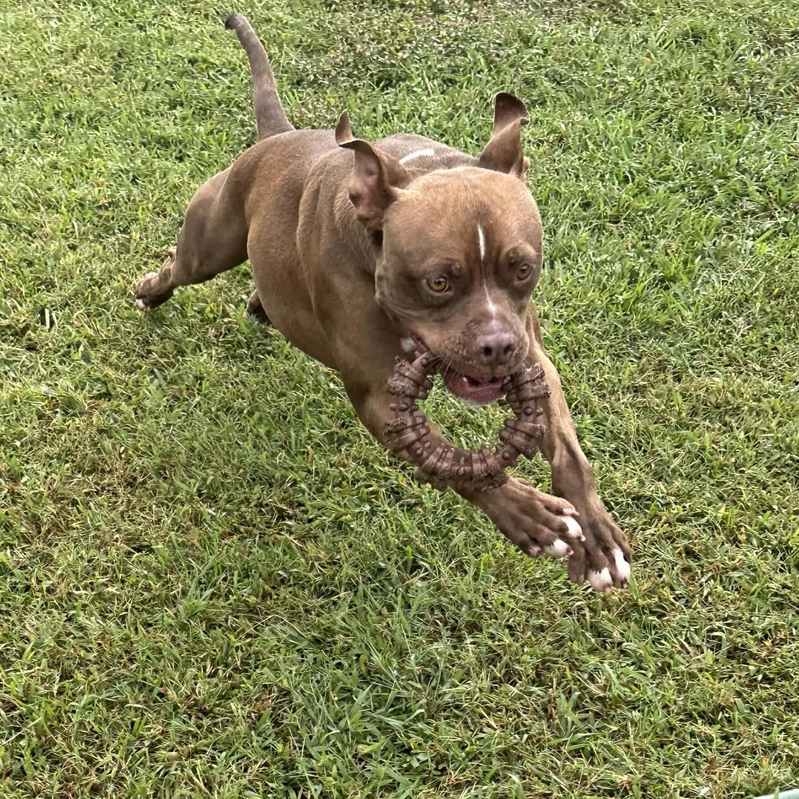 Froggy, a Adoptable Mixed Breed in Myrtle Beach, SC image 5/6