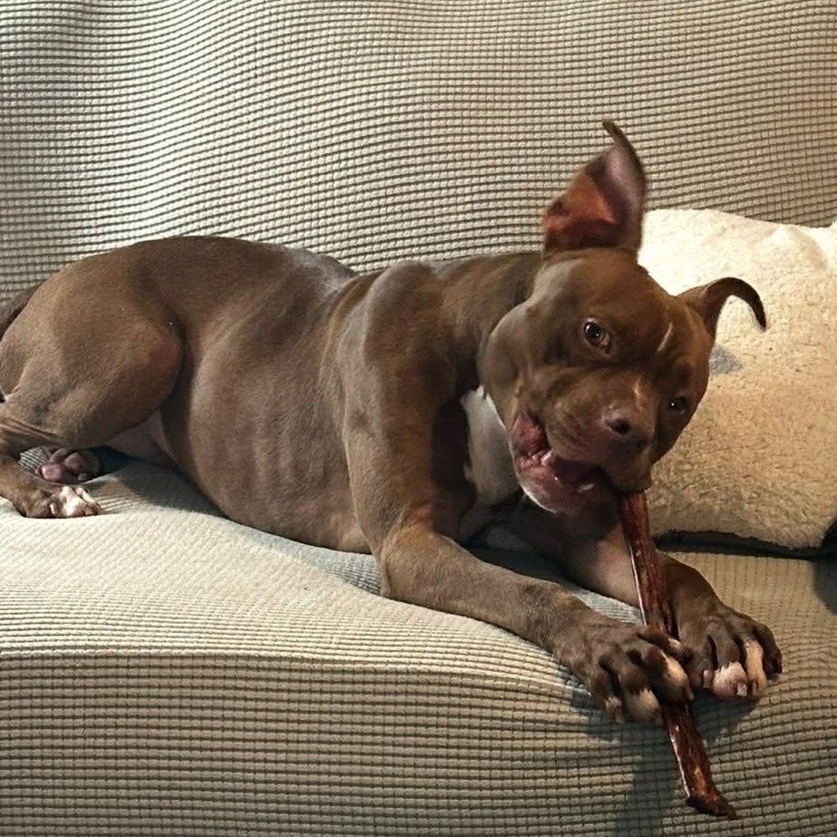 Enlarge Froggy, an adoptable Mixed Breed in Myrtle Beach, SC image 4/6