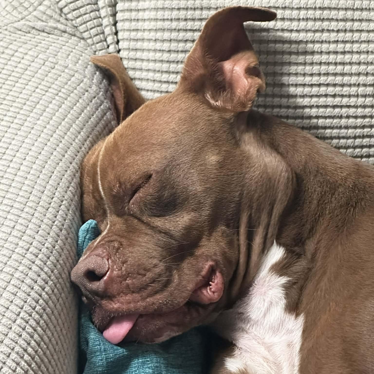 Enlarge Froggy, an adoptable Mixed Breed in Myrtle Beach, SC image 3/6