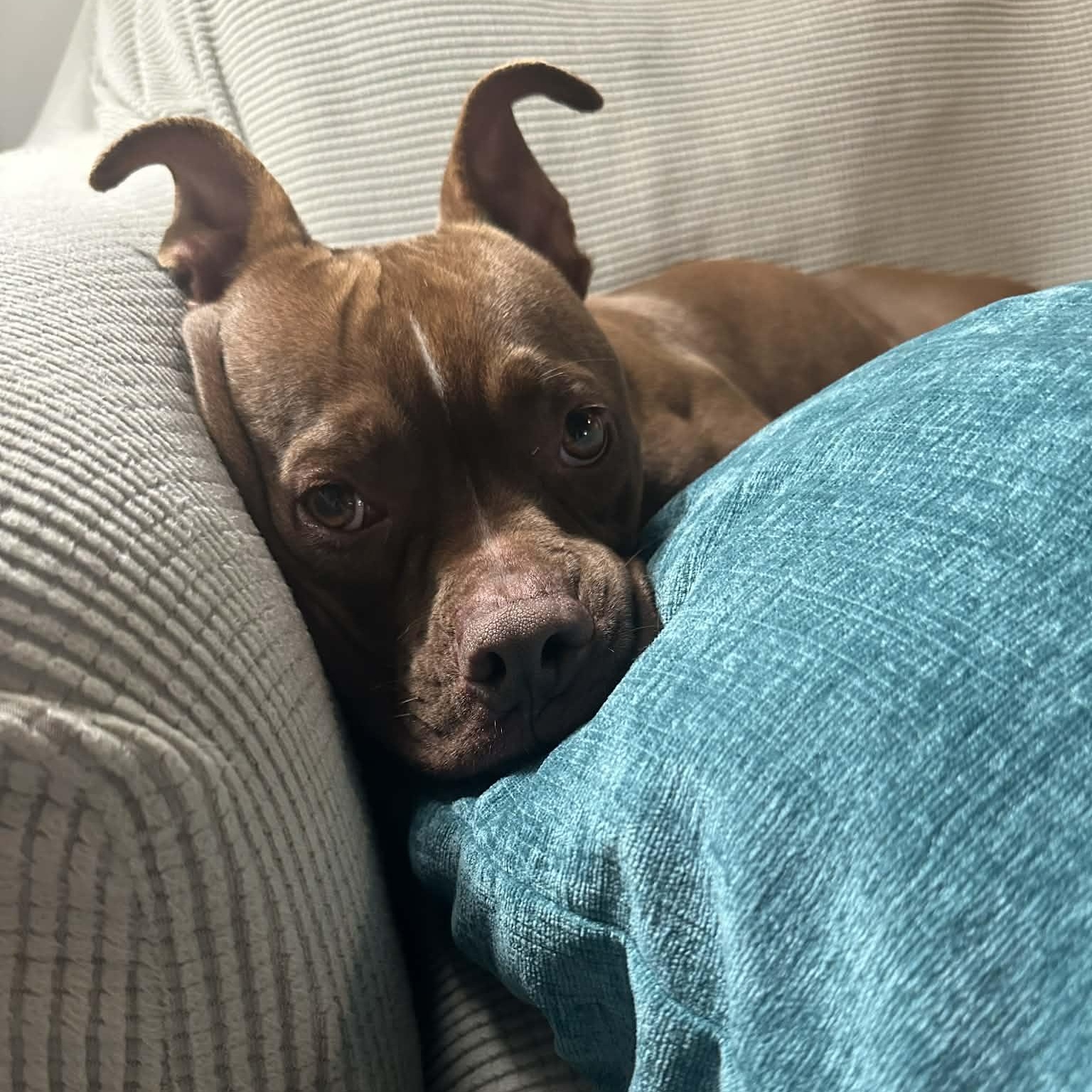 Froggy, adoptable, Adult Male Mixed Breed.