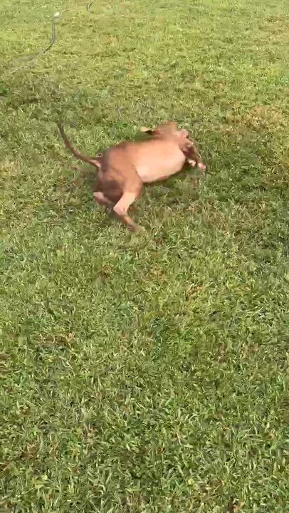 Enlarge Froggy, a Adoptable Mixed Breed in Myrtle Beach, SC video 6/6