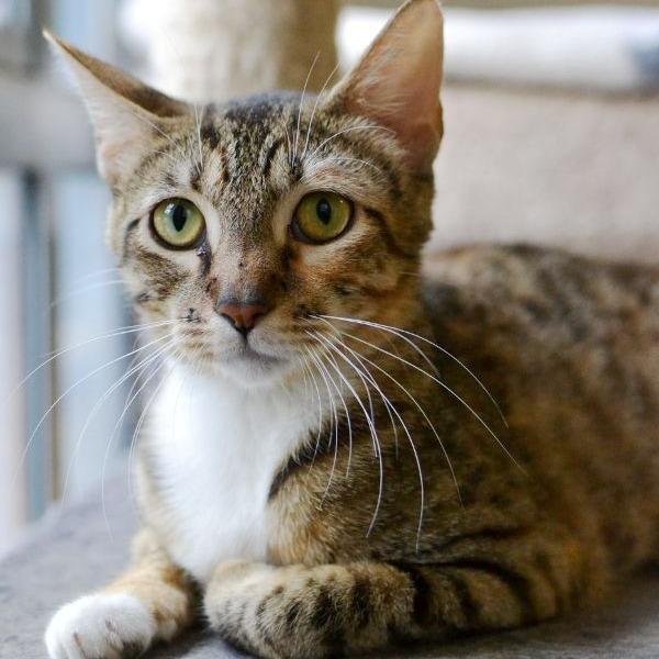 Rosie, Adoptable, Young Female Domestic Short Hair.