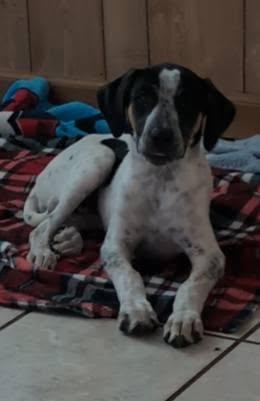 Naomi, Adoptable, Young Female Mountain Cur & Labrador Retriever.