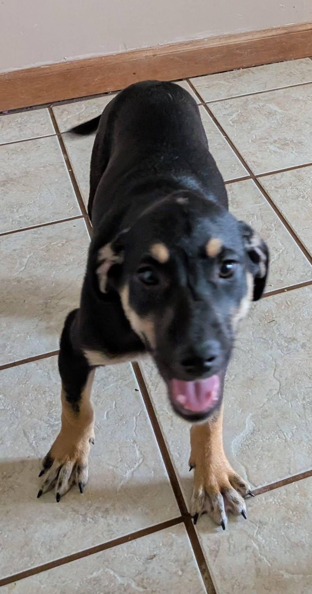 Cookie's Puppies *Help! We need a foster home!*, a Adoptable Labrador Retriever in Crystal, MN image 1/3