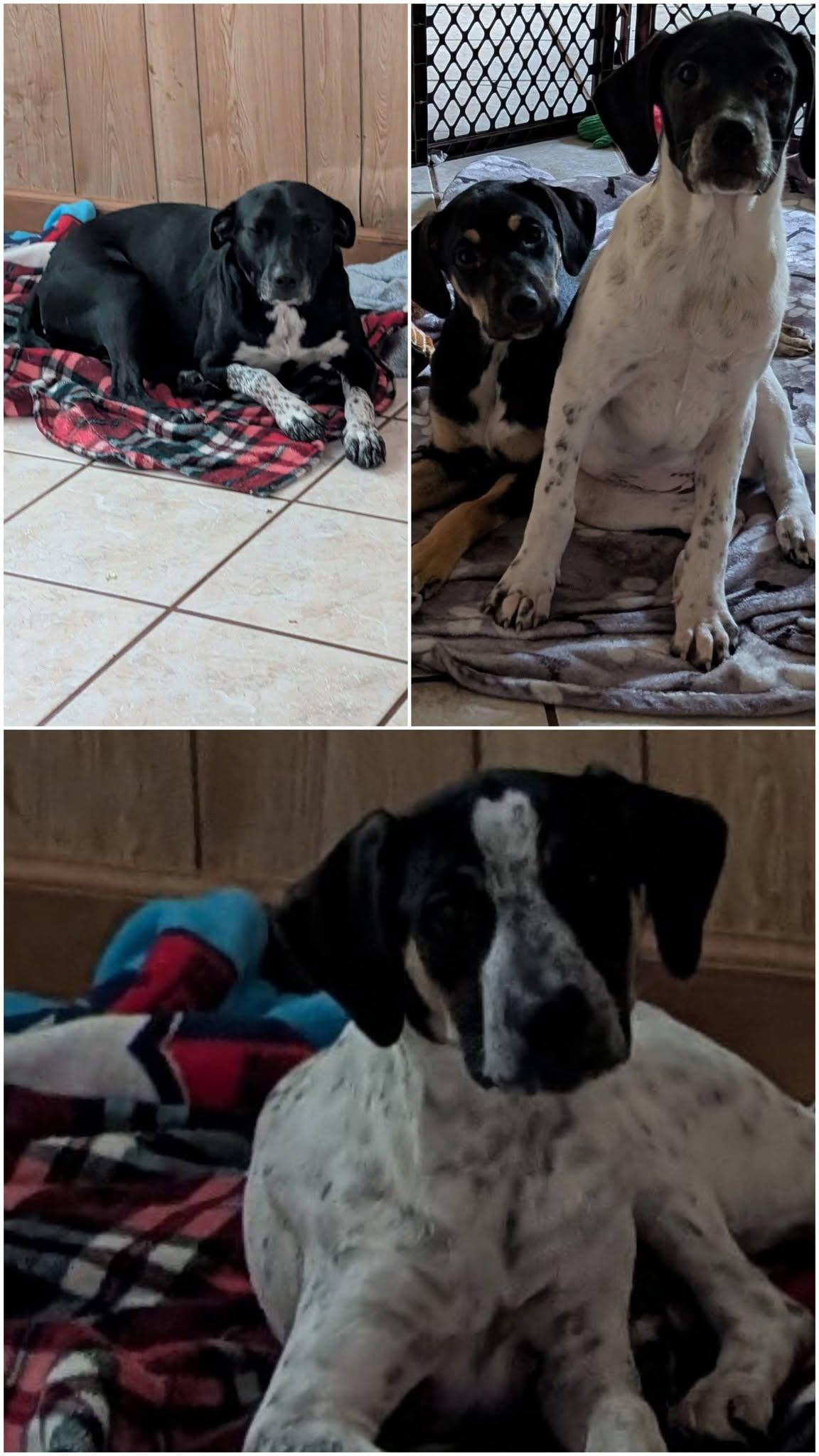 Enlarge Naomi, a Adoptable mixed breed in Crystal, MN image 2/3
