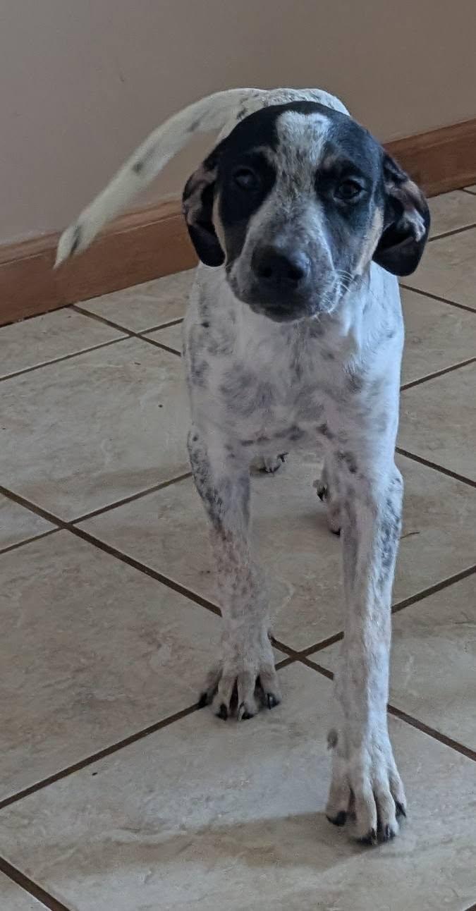 Cookie's Puppies *Help! We need a foster home!*, a Adoptable Labrador Retriever in Crystal, MN image 2/3