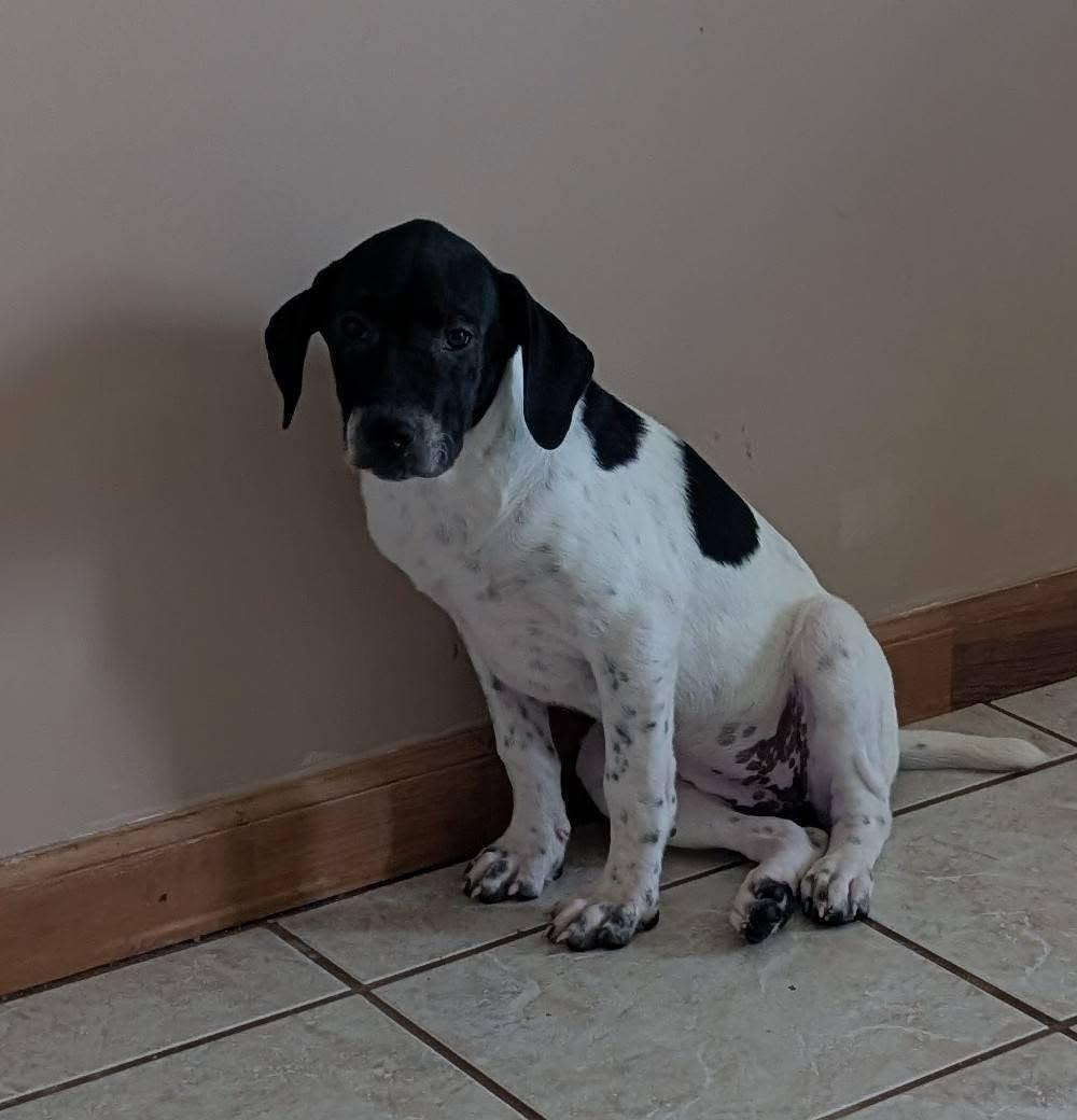 Cookie's Puppies *Help! We need a foster home!*, a Adoptable Labrador Retriever in Crystal, MN image 3/3
