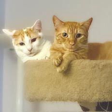 Simon, Adoptable, Young Male Domestic Short Hair.