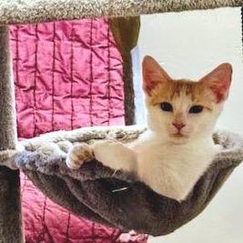 Simon, Adoptable, Young Male Domestic Short Hair.