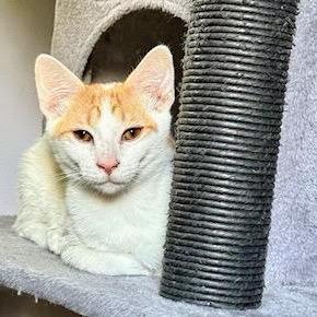 Enlarge Simon, a Adoptable Domestic Short Hair in Chapel Hill, NC image 2/4
