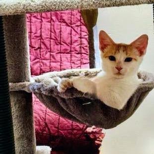 Enlarge Simon, a Adoptable Domestic Short Hair in Chapel Hill, NC image 3/4
