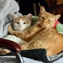 Enlarge Simon, a Adoptable Domestic Short Hair in Chapel Hill, NC image 4/4