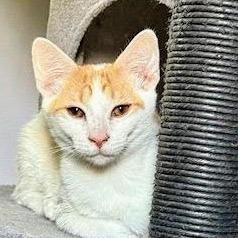Simon, a Adoptable Domestic Short Hair in Chapel Hill, NC image 3/3
