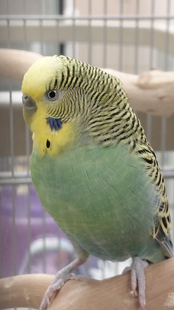Dark green, Adoptable, Young Male Parakeet (Other).