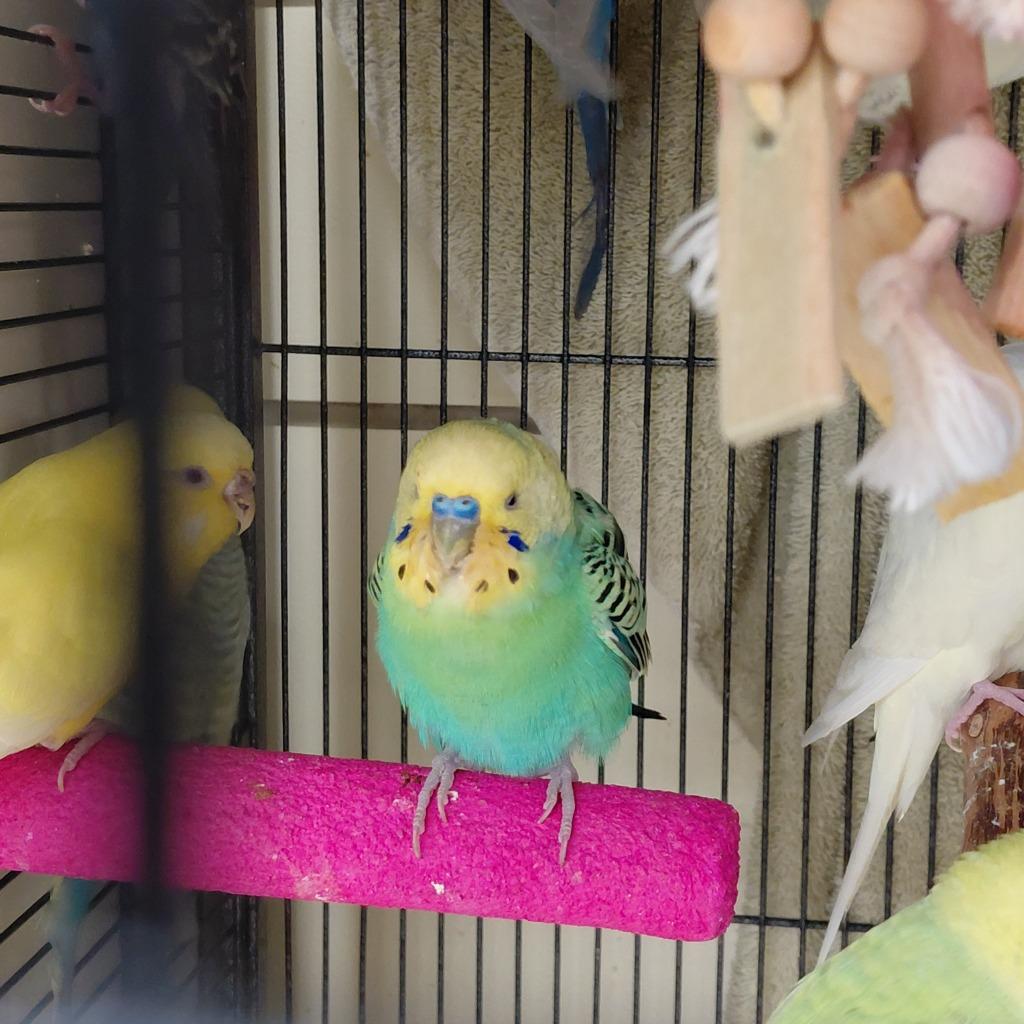 Enlarge 25, a Adoptable Parakeet (Other) in Cincinnati, OH image 1/1