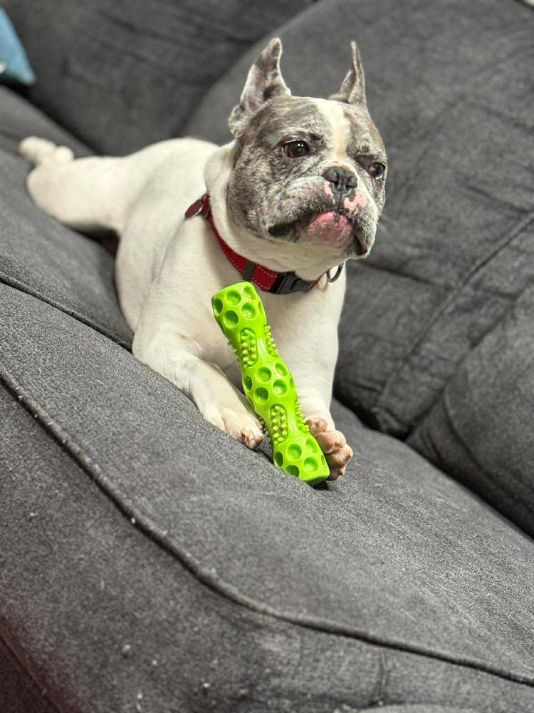 Enlarge Devito, a Adopted French Bulldog in Syracuse, NY image 1/6