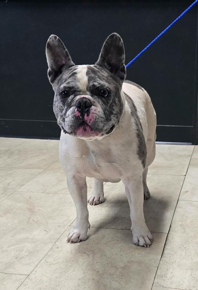 Enlarge Devito, a Adoptable French Bulldog in Syracuse, NY image 1/6
