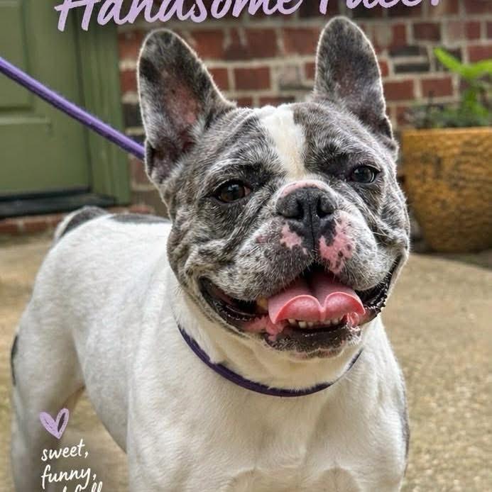 Devito, Adoptable, Adult Male French Bulldog.