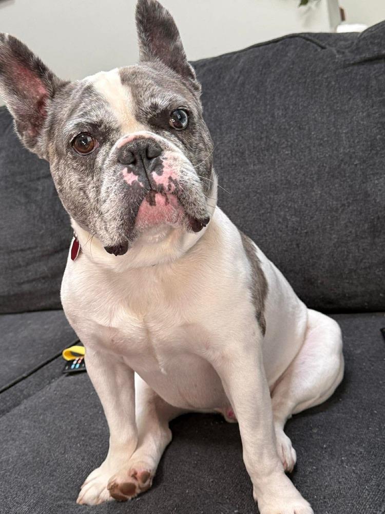 Enlarge Devito, a Adopted French Bulldog in Syracuse, NY image 3/6