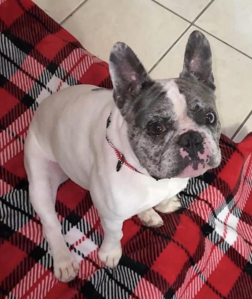 Devito, a Adoptable French Bulldog in Syracuse, NY image 2/6