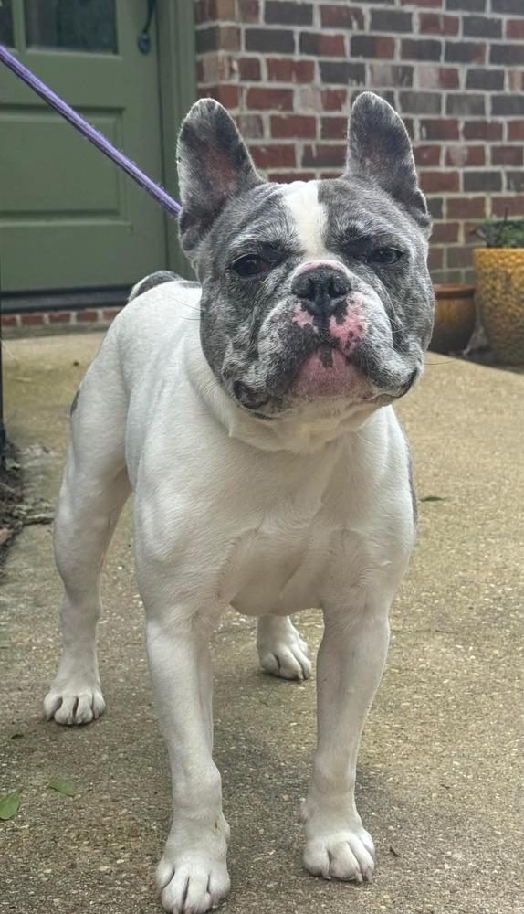 Enlarge Devito, a Adoptable French Bulldog in Syracuse, NY image 2/6