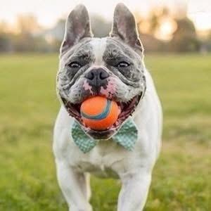 Devito, a Adoptable French Bulldog in Syracuse, NY image 3/6