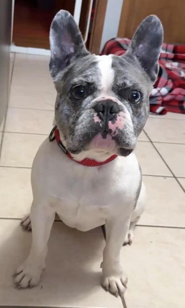 Devito, a Adoptable French Bulldog in Syracuse, NY image 4/6