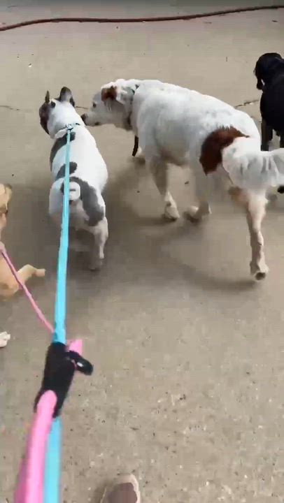 Enlarge Devito, a Adoptable French Bulldog in Syracuse, NY video 3/6