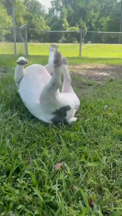 Enlarge Devito, a Adoptable French Bulldog in Syracuse, NY video 4/6