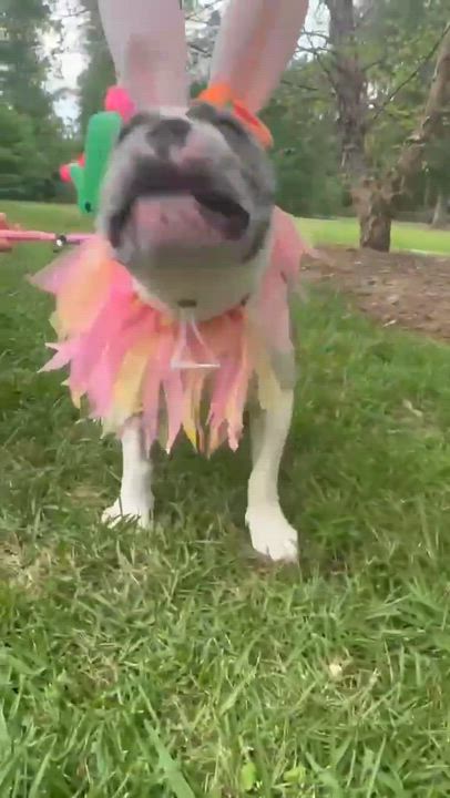 Enlarge Devito, a Adoptable French Bulldog in Syracuse, NY video 5/6