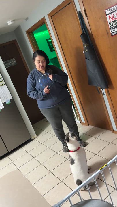 Enlarge Devito, a Adoptable French Bulldog in Syracuse, NY video 5/6