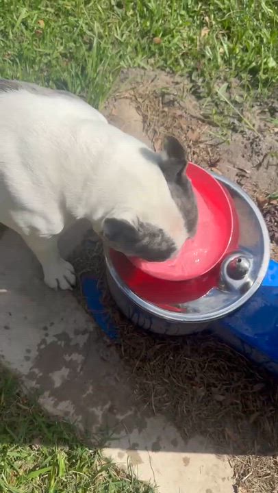 Enlarge Devito, a Adoptable French Bulldog in Syracuse, NY video 6/6