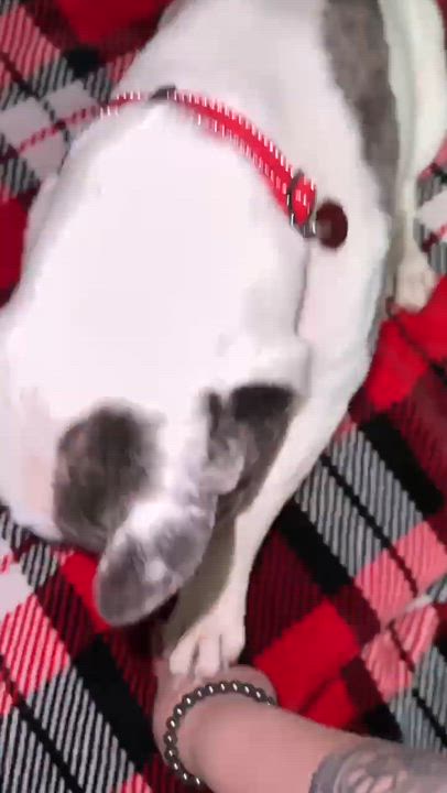 Enlarge Devito, a Adoptable French Bulldog in Syracuse, NY video 6/6