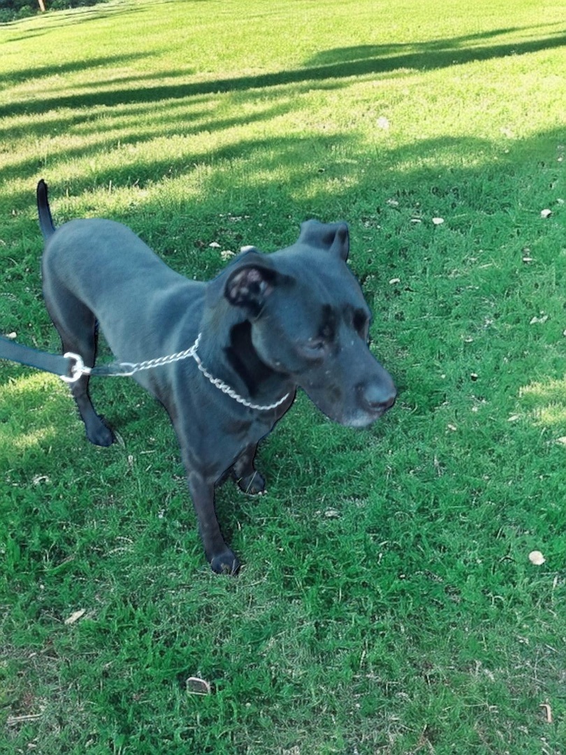 Enlarge SCOUT, a Adoptable mixed breed in Jacksonville, FL image 2/5