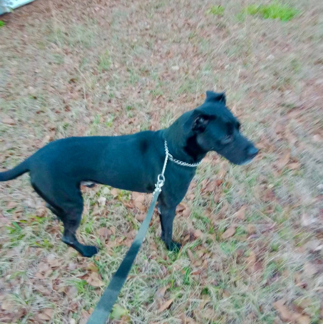 Enlarge SCOUT, a Adoptable mixed breed in Jacksonville, FL image 3/5