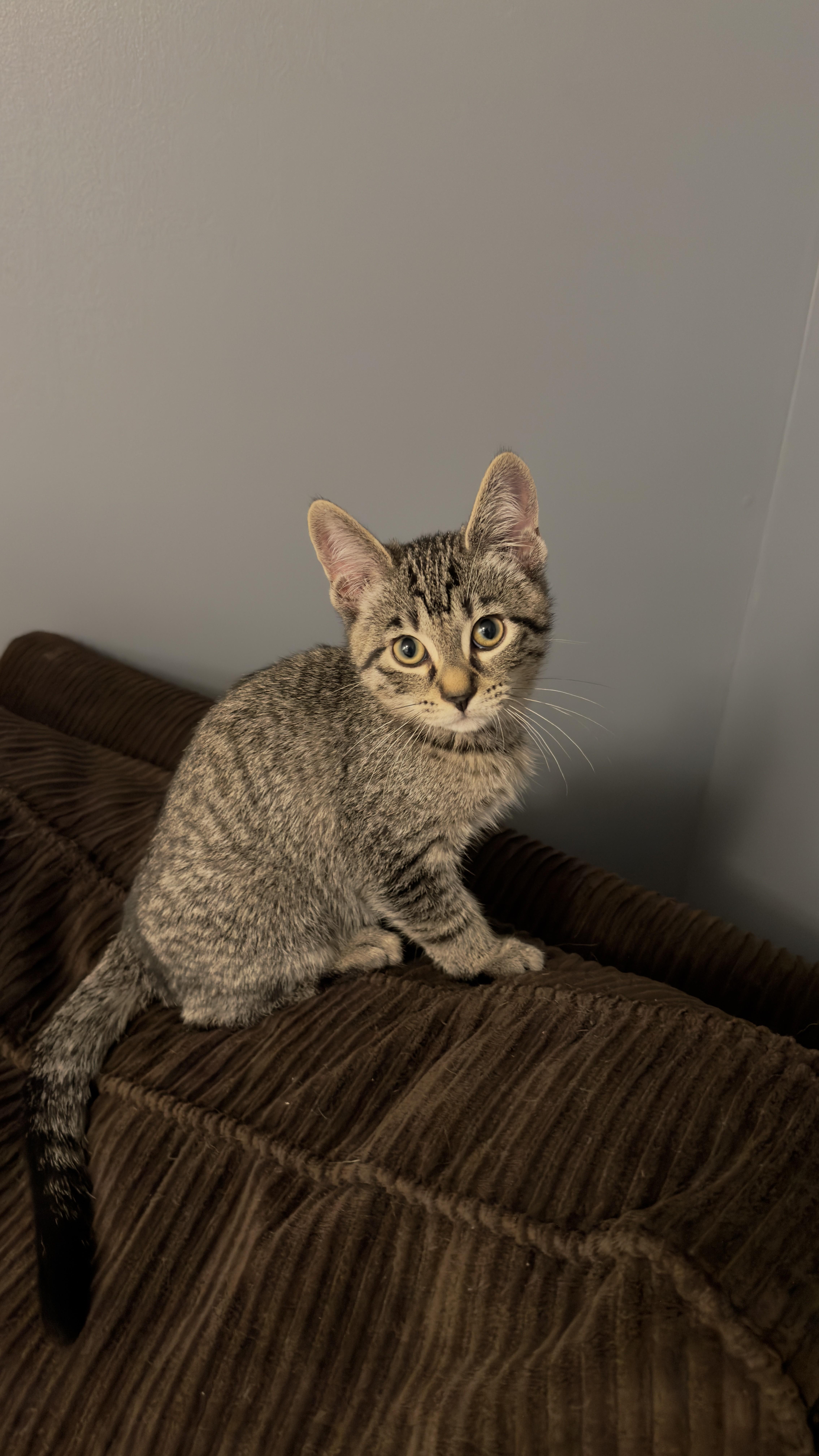 Sonic, an adopted Domestic Short Hair in Nashville, TN image 2/2
