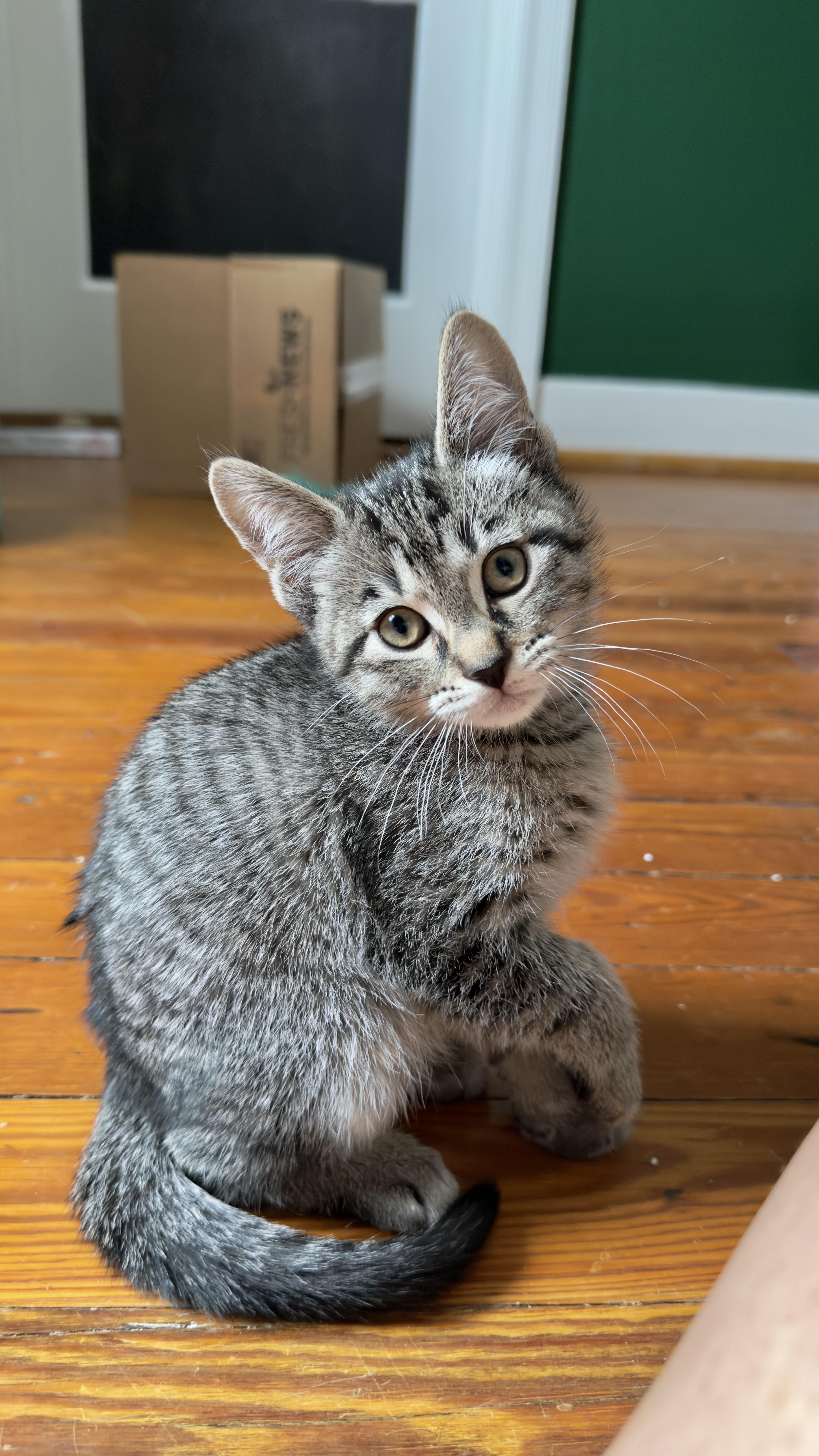 Sonic, an adopted Domestic Short Hair in Nashville, TN image 1/2