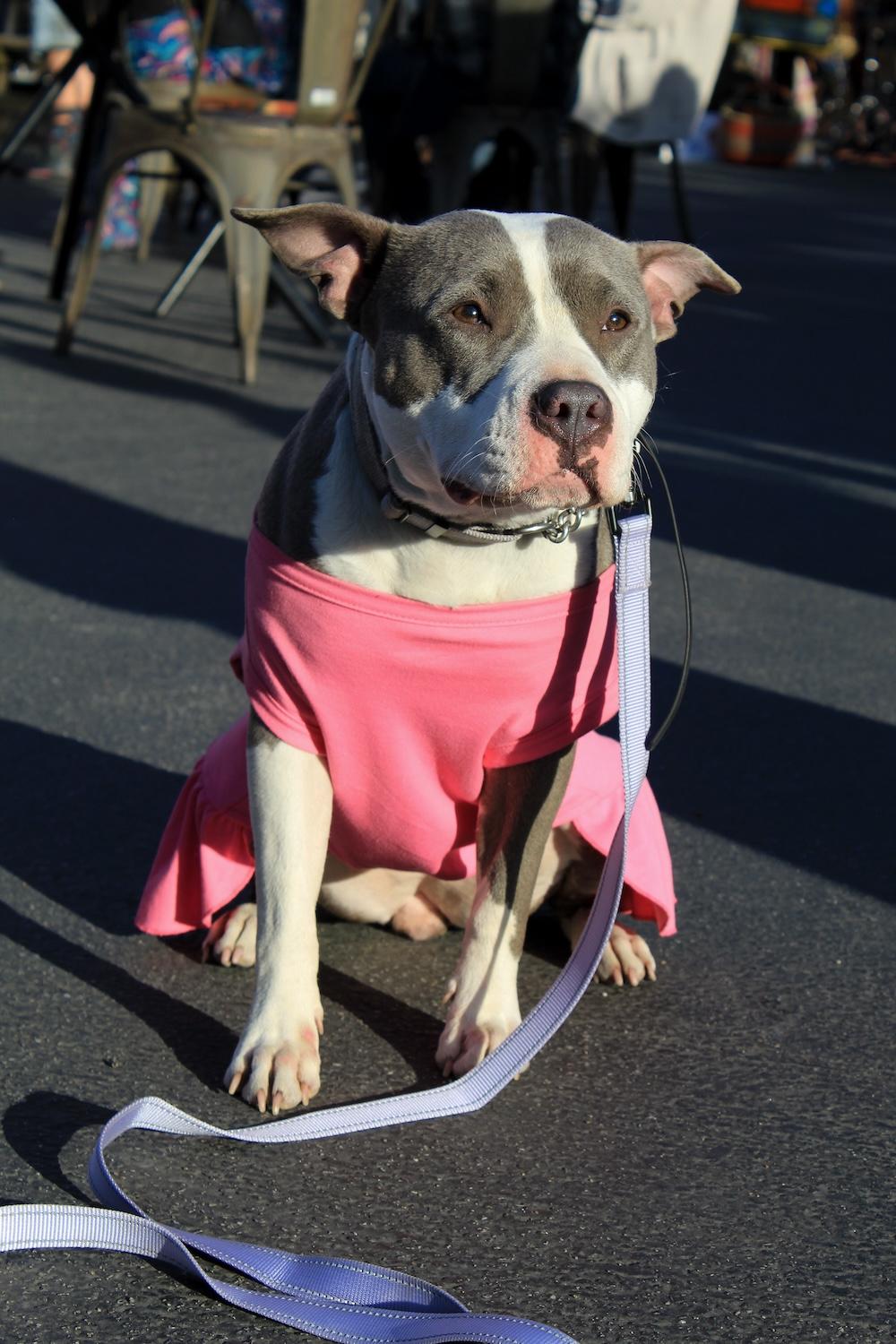 Misty - Professionally Trained!, Adoptable, Adult Female Pit Bull Terrier.