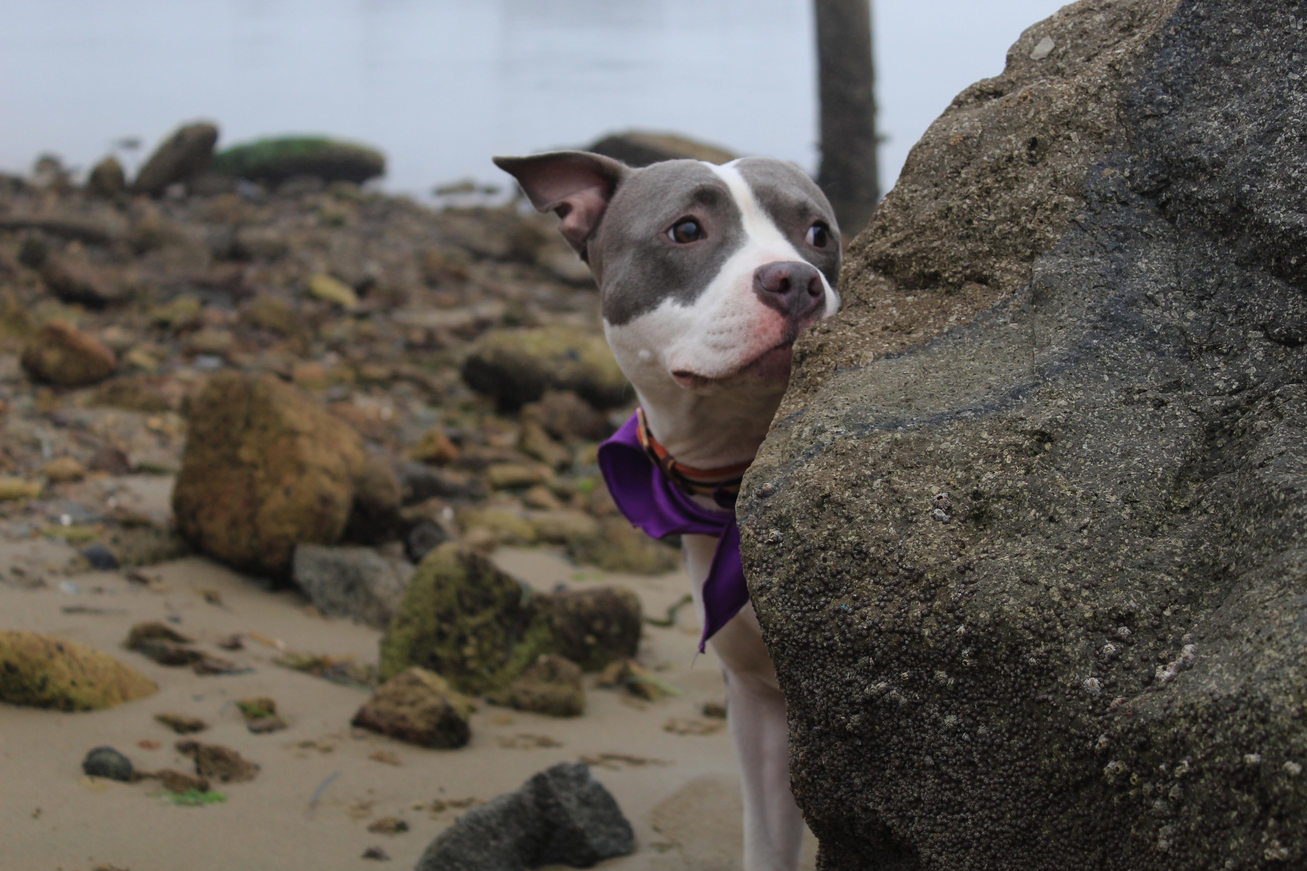 Misty - Professionally Trained!, a Adoptable mixed breed in San Jose, CA image 4/5