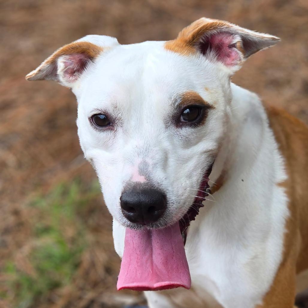 Enlarge Rose, a Adoptable mixed breed in Lexington, SC image 1/4
