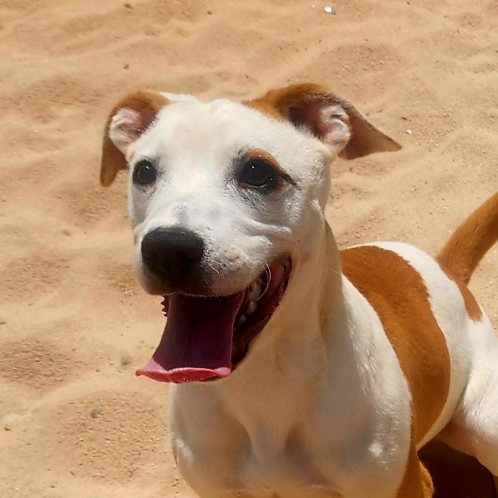 Enlarge Rose, a Adoptable mixed breed in Lexington, SC image 2/4