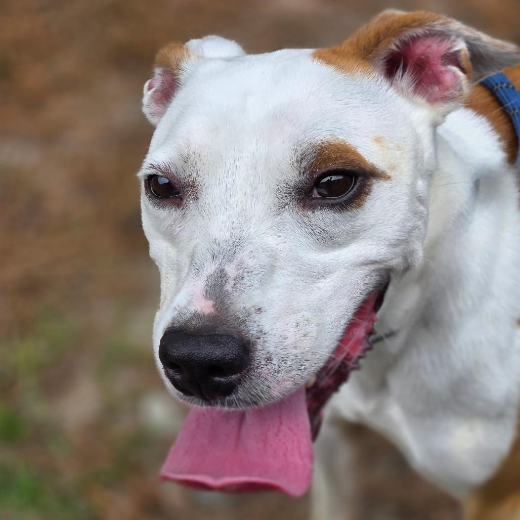 Enlarge Rose, a Adoptable mixed breed in Lexington, SC image 3/4