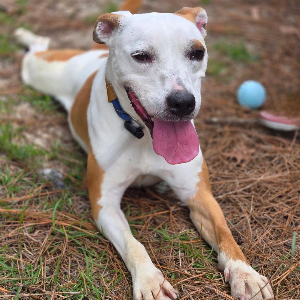 Enlarge Rose, a Adoptable mixed breed in Lexington, SC image 4/4