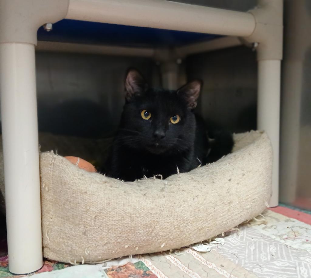 Vader, Adoptable, Young Male Domestic Short Hair.