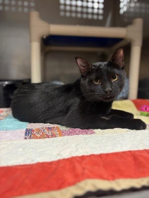 Enlarge Vader, a Adoptable mixed breed in Ladysmith, WI image 2/4