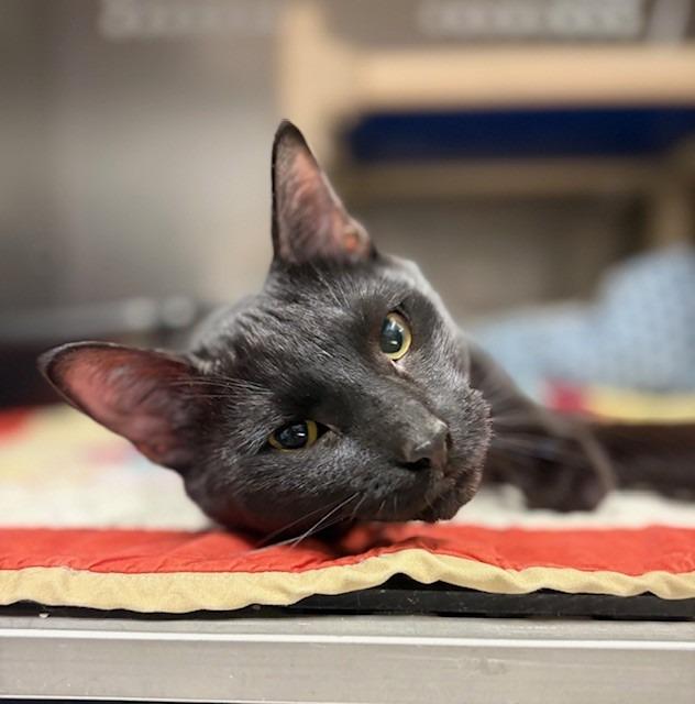 Enlarge Vader, a Adoptable mixed breed in Ladysmith, WI image 3/4